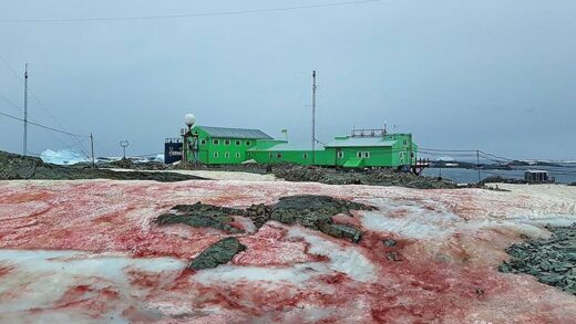 Giải mã hiện tượng tuyết đỏ như máu bao phủ quanh trạm nghiên cứu ở Nam cực - Ảnh 3.