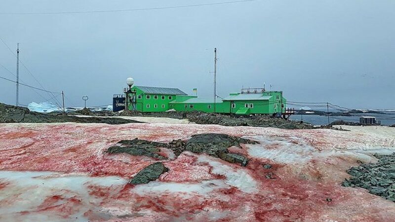 Giải mã hiện tượng tuyết đỏ như máu bao phủ quanh trạm nghiên cứu ở Nam cực - Ảnh 3.