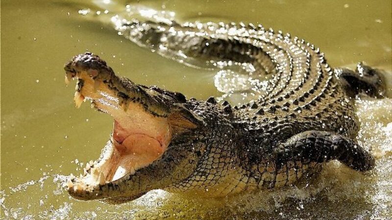 CROC KILL 18 YEAR-OLD GIRL ~