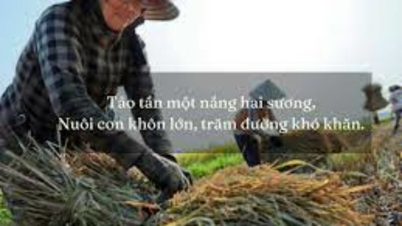 Cách dùng thành ngữ 'Một nắng hai sương' trong đời sống như thế nào? - TRẦN  HƯNG ĐẠO